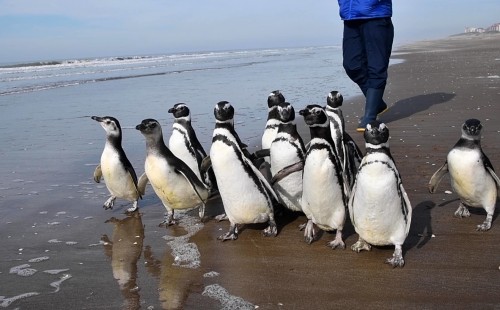 Salvaron doce pingüinos que pudieron regresar al mar
